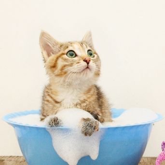 Bathing cat