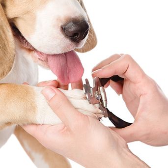 Nail Trimming