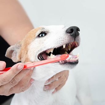 Brushing dog's teeth