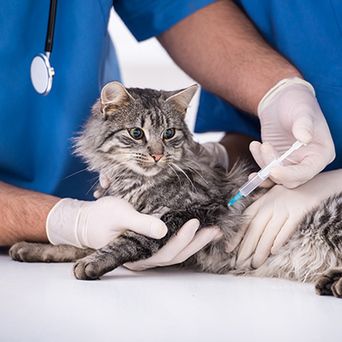 Cat being vaccinated