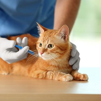 Cat being vaccinated