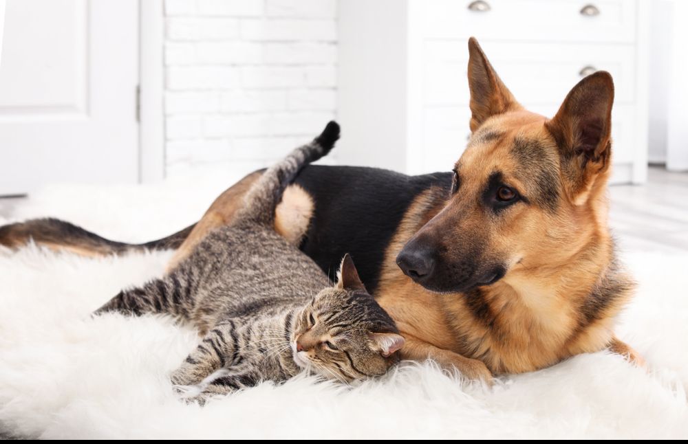 Top Tips to Keep Your Pet Safe & Protected