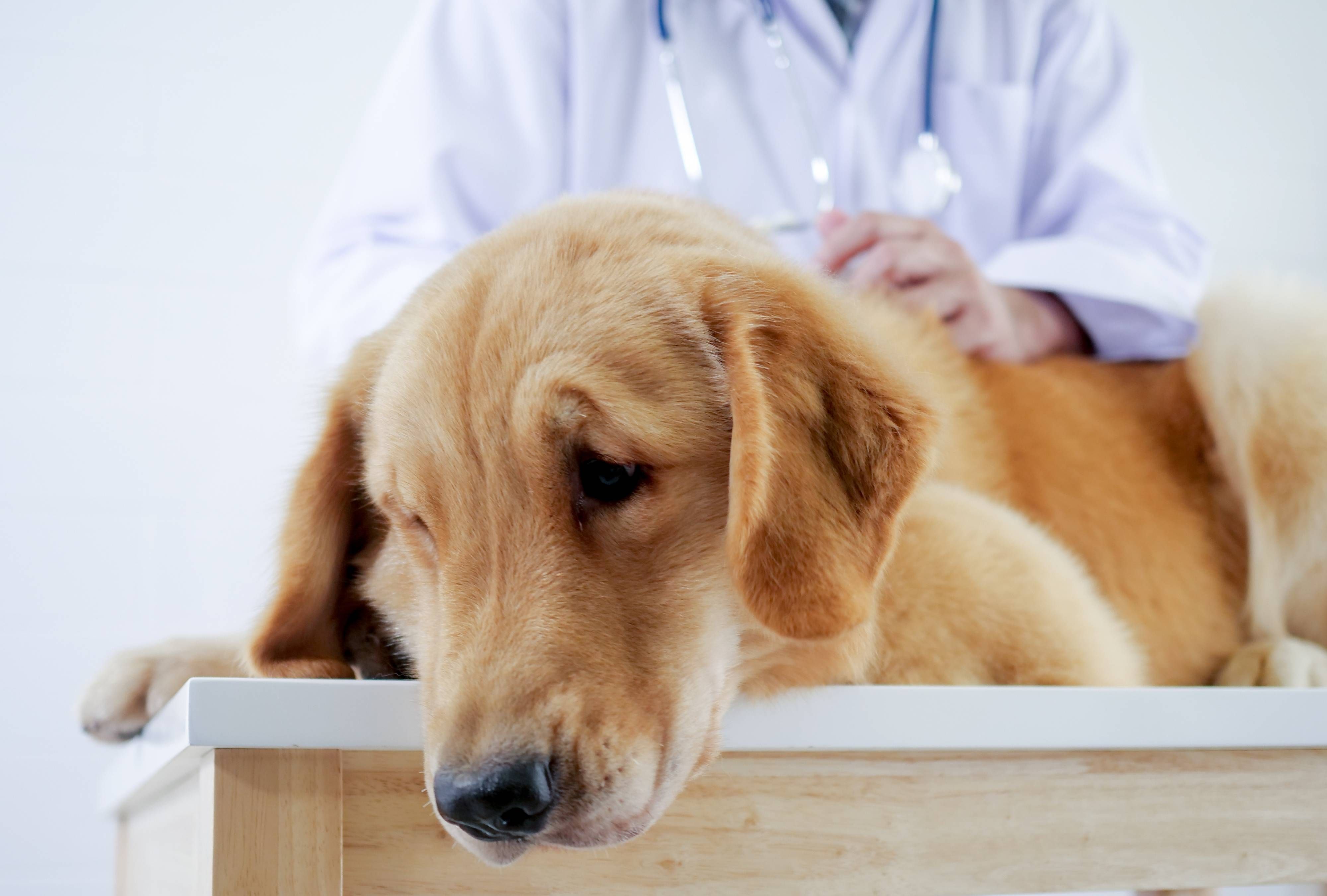 Signs & Symptoms of Poisoning in Pets