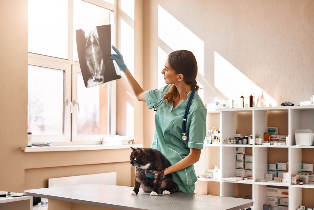 How to Know if Your Pet Needs X-rays