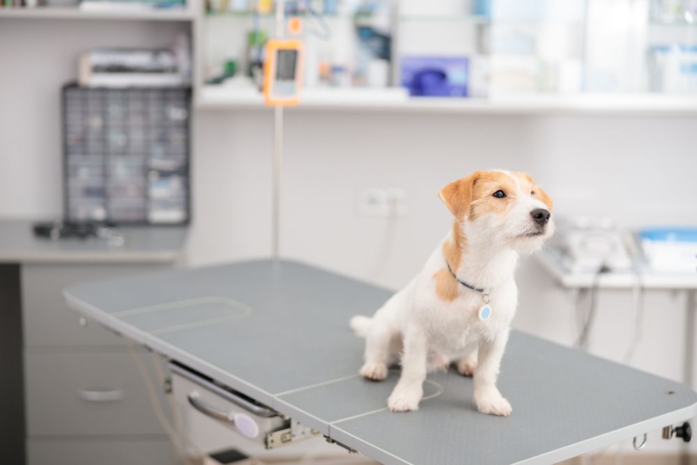 The Importance of a Pet Wellness Exam