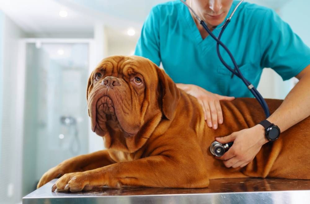 How Often Should My Pet Have a Wellness Exam?