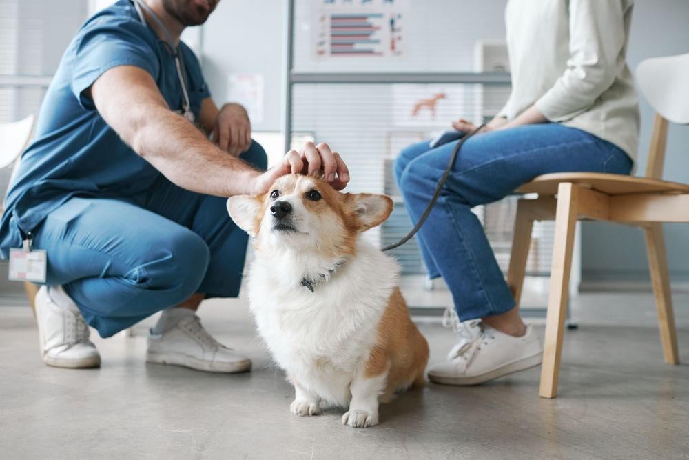 Choosing the Right Veterinarian for Your Pet's Needs