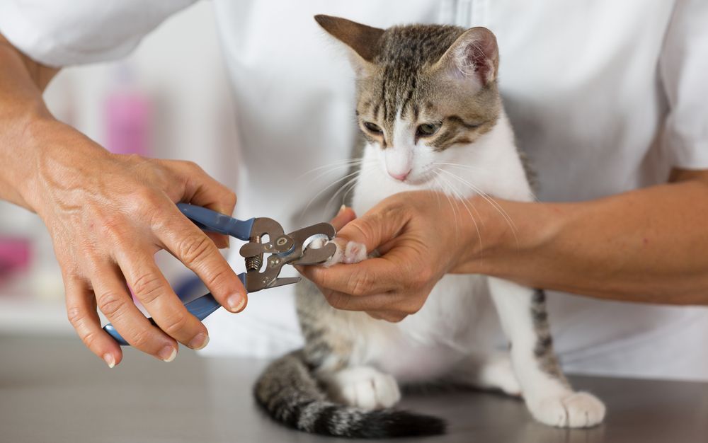 The Importance of Nail Trims for Your Pet