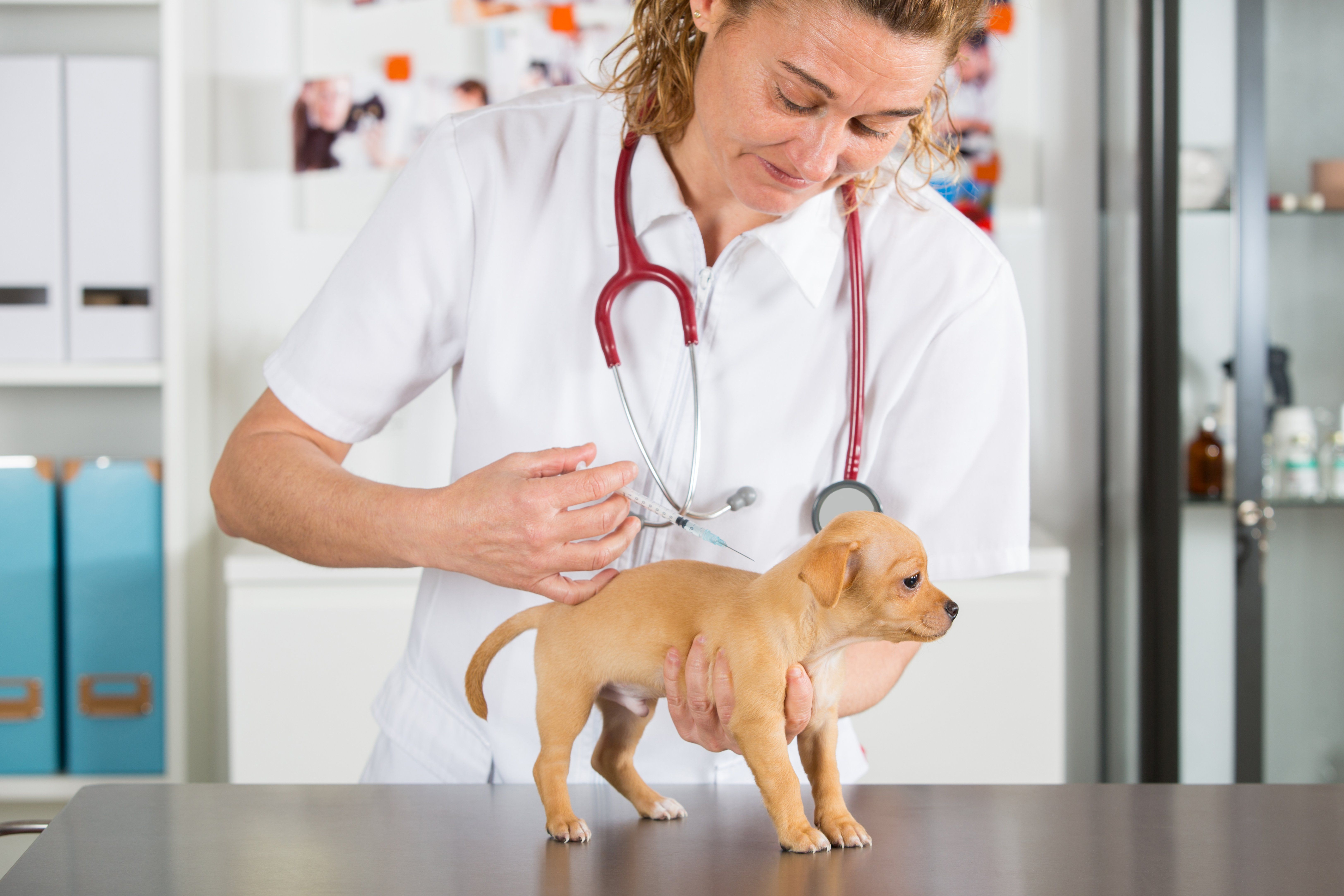 How Long Do Pet Vaccinations Last?