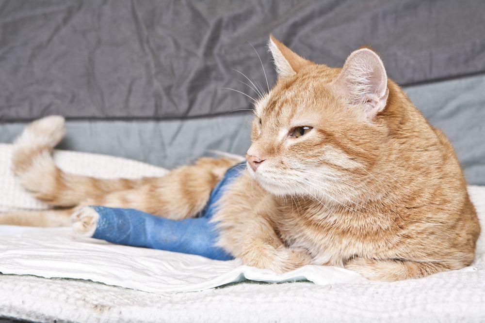 Tips to Help Your Pet Recover After Surgery