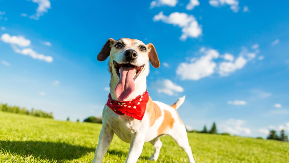 Hot Weather Tips for Your Pet This Summer