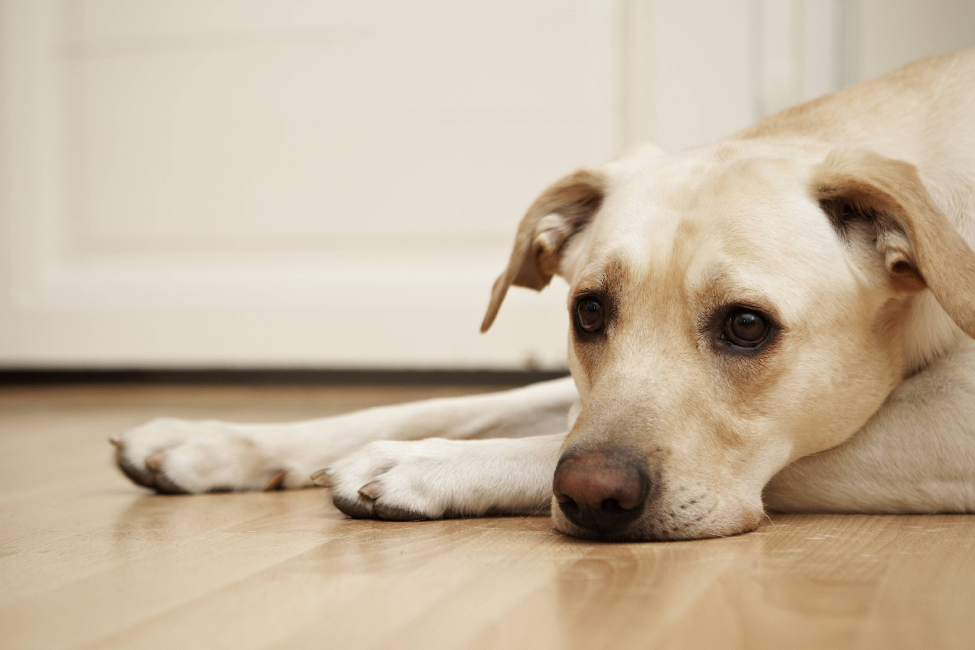 Top Signs That Your Dog May Have Heartworms