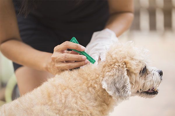 flea tick worm prevention for dogs