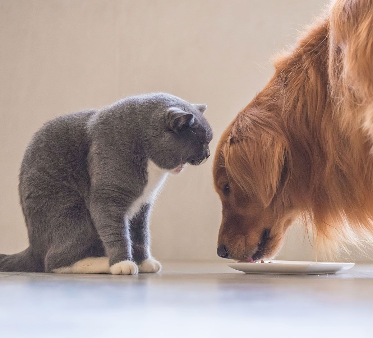 Grey cat and dog eating food