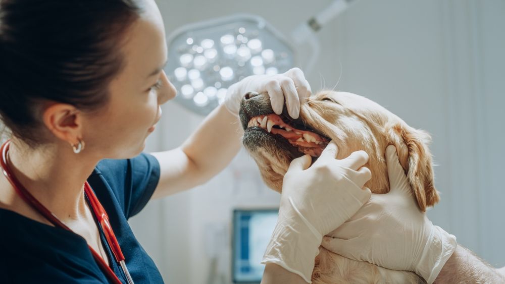Signs of Dental Problems in Pets: What to Watch For