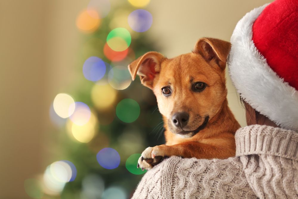 Holiday Hazards: Protecting Your Pet from Winter Seasonal Risks