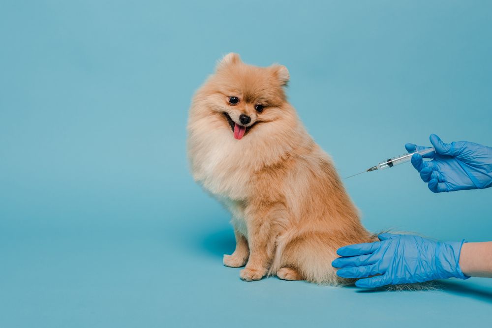 A Pet Parent's Guide: Understanding Vaccinations and Wellness Exams