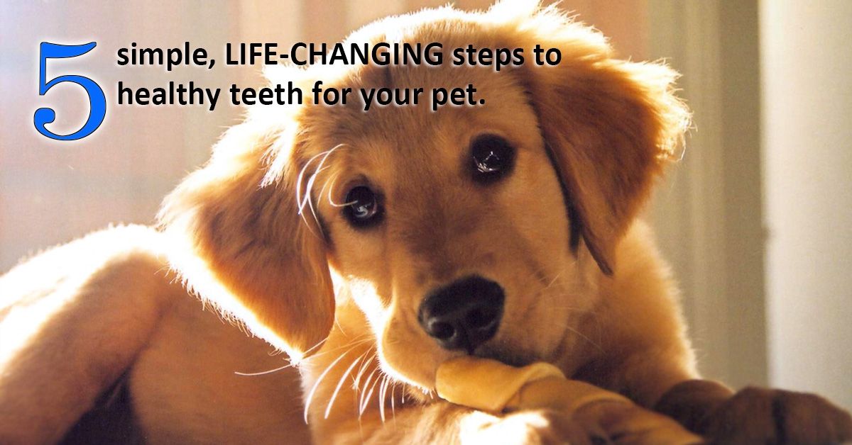 5 Simple, Life-changing Steps to Healthy Teeth for Your Pet