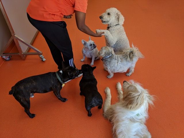 Doggie Daycare