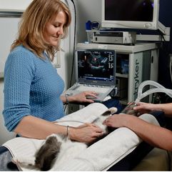 Ultrasound