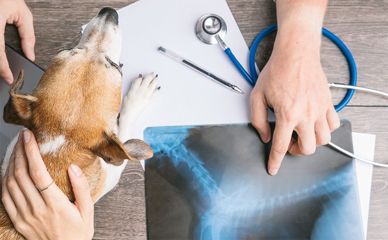 Preventative Pet Healthcare | Animal Hospital in Baltimore MD