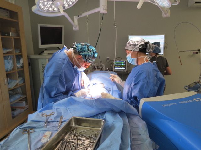 Veterinary Surgery in Baltimore MD | Eastern Animal Hospital Veterinary Surgery in Baltimore MD | Eastern Animal Hospital
