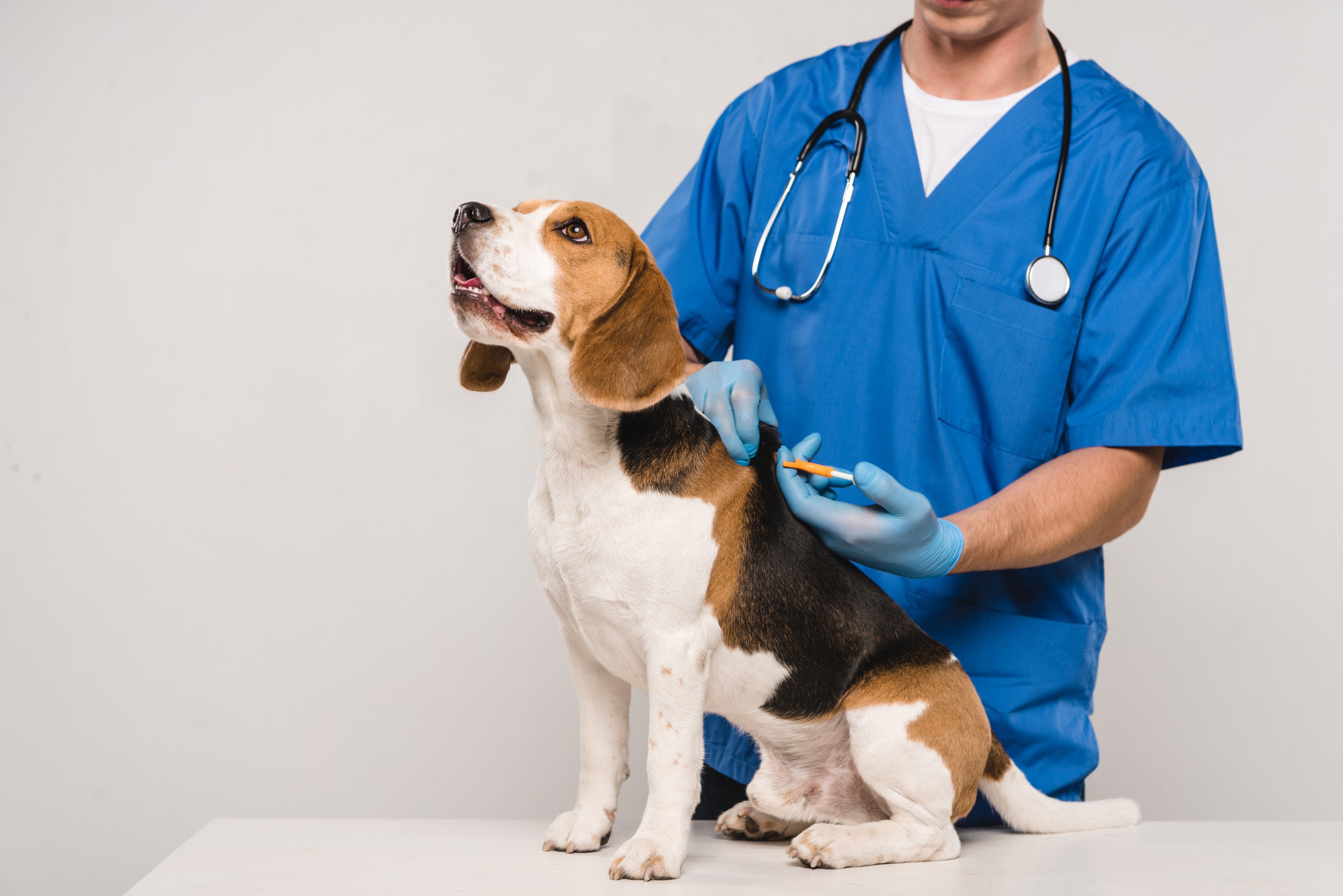 Why Is It Important to Microchip Your Pet?
