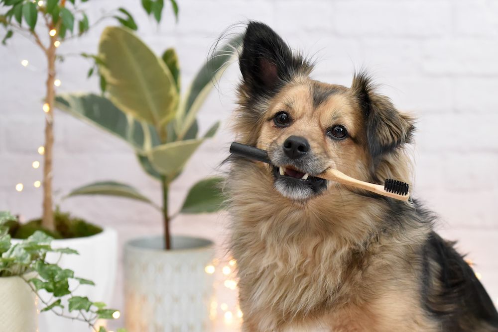 Dangers of Bad Dental Health in Dogs
