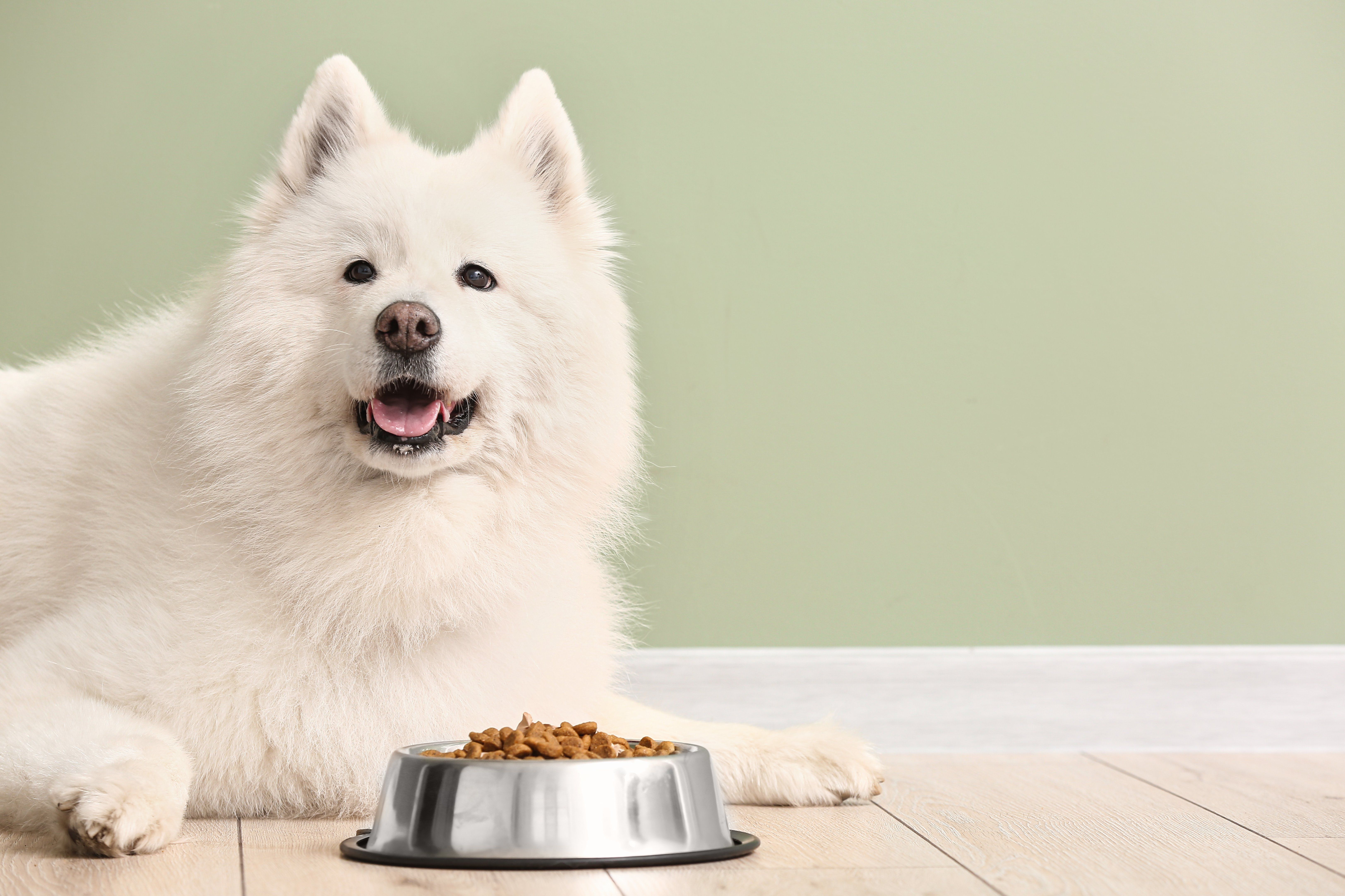 Benefits of Nutritional Counseling for Pets