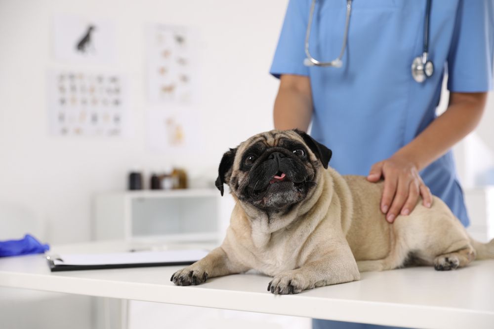When to Bring in Your Pet for Urgent Care