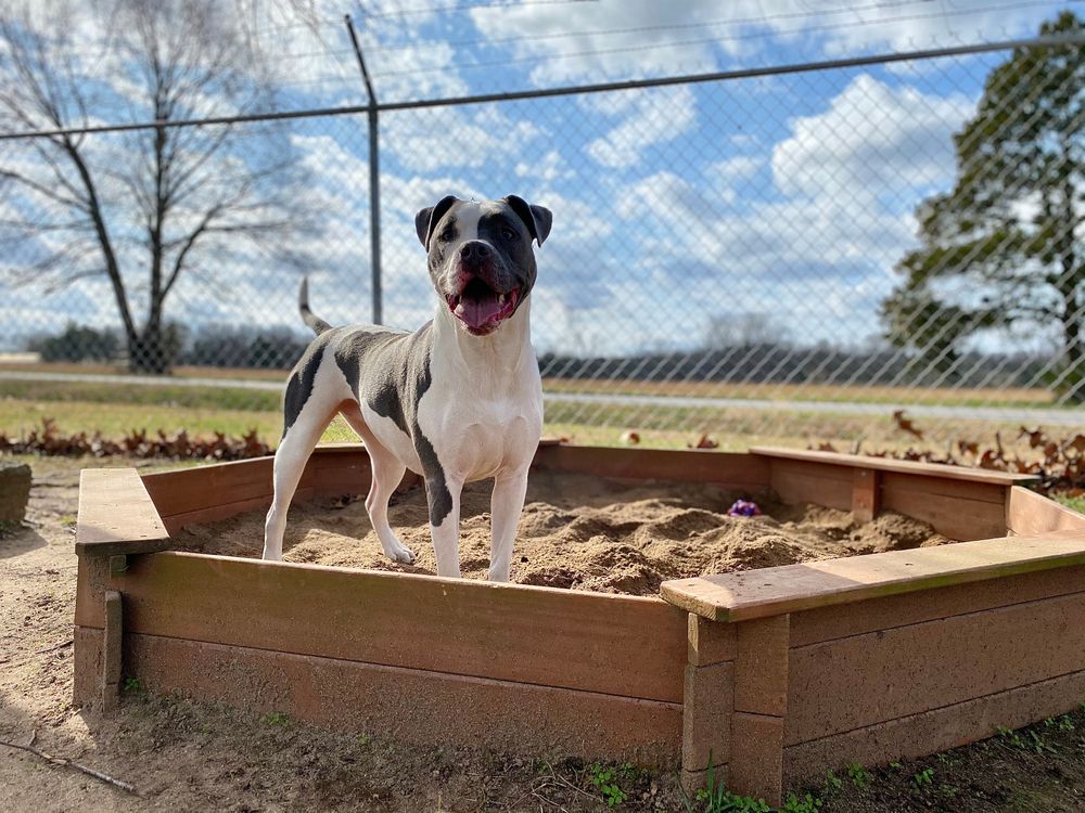 Benefits of Doggie Daycare