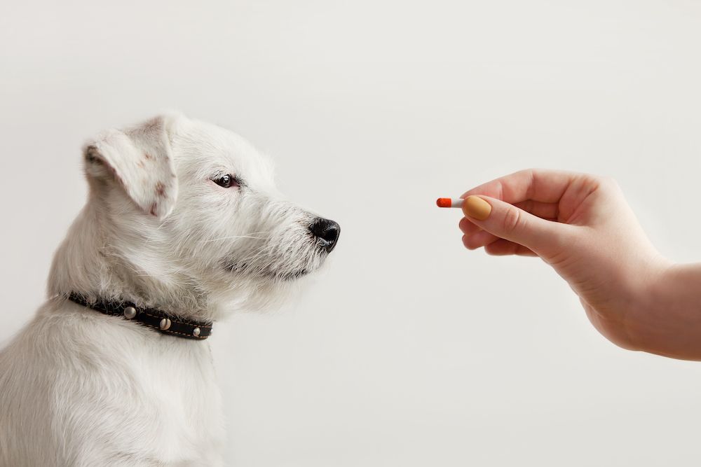 Getting Prescriptions for Your Pet: FAQ
