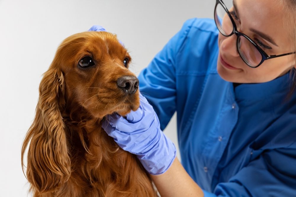 What You Should Do During a Pet Emergency
