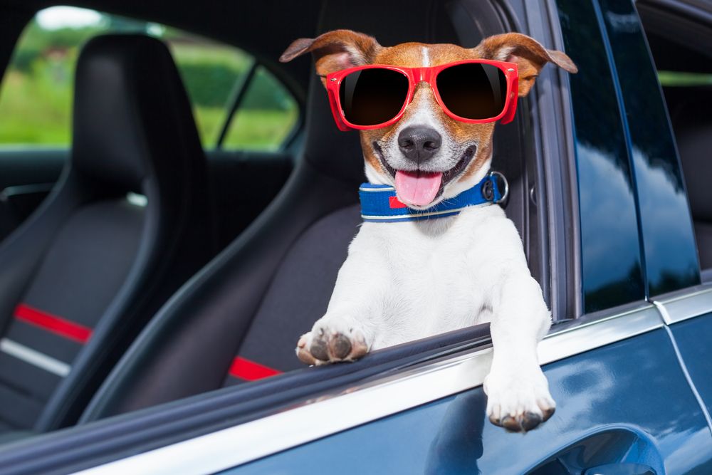 Summer Pet Safety: Hot Cars, Burnt Paws, and More