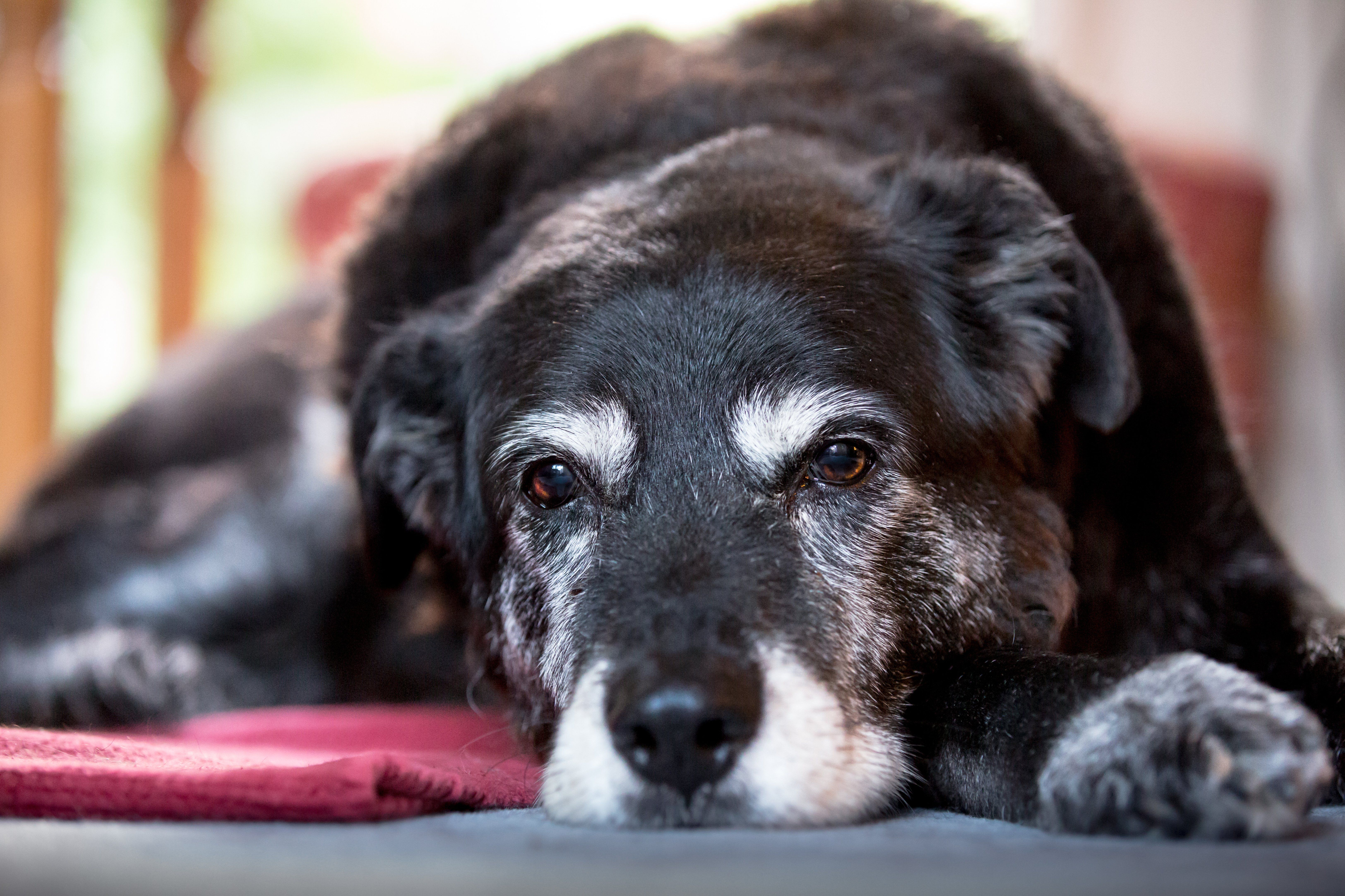 Senior Pet Care: What Changes as Pets Get Older?