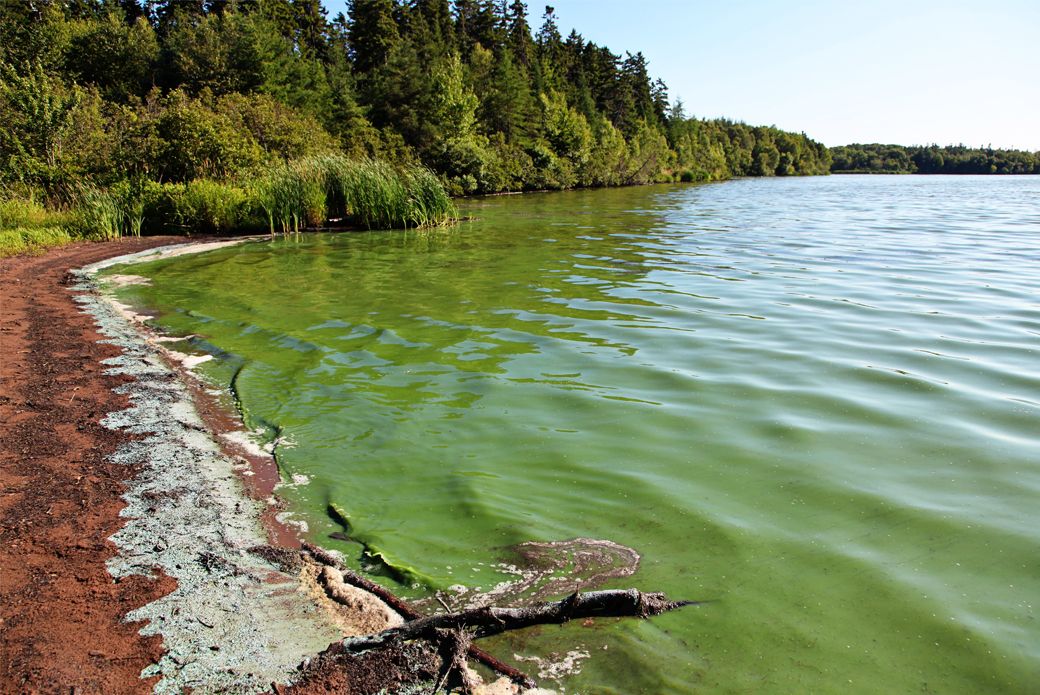 Summer Pet Safety: Dangers of Blue-Green Algae