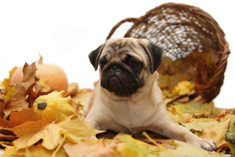 Ask the Vet: Thanksgiving Pet Safety Tips by Kristel Weaver, DVM, MPVM