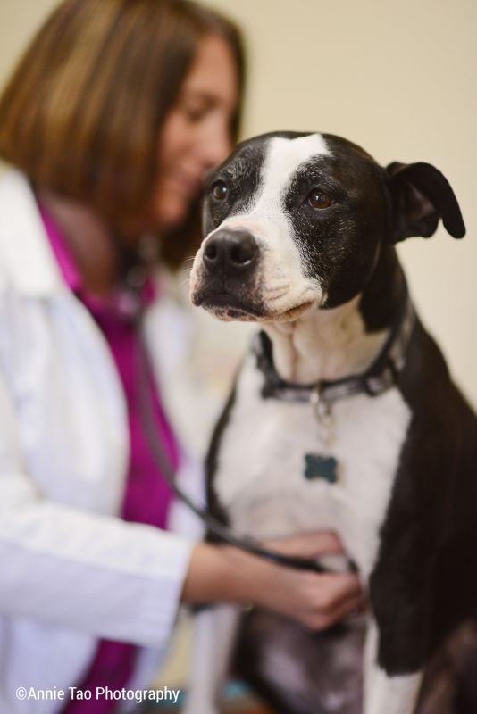 The Value of Vaccinating with Your Veterinarian by Erin Selby