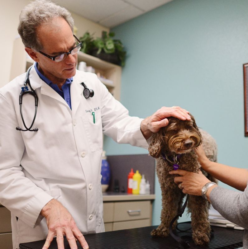 Ask Your Vet: Chronic Vomiting by Stefanie Wong, DVM
