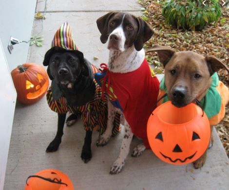 Ask A Vet -- Halloween Candy Danger: Chocolate and Sweets