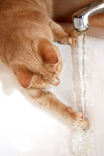 Kitty Korner: Where to Put the Water Bowl