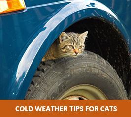 Cold Weather Tips For Cats