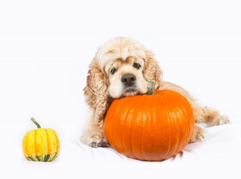 Monday Pet Tip: Halloween Decorations