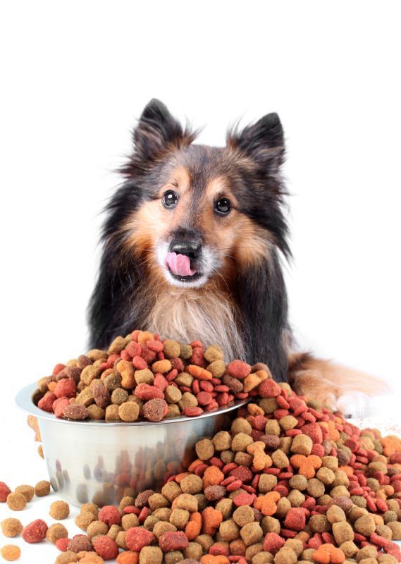 Ask Your Vet: How Much Should You Feed Your Pet? By Stefanie Wong, DVM