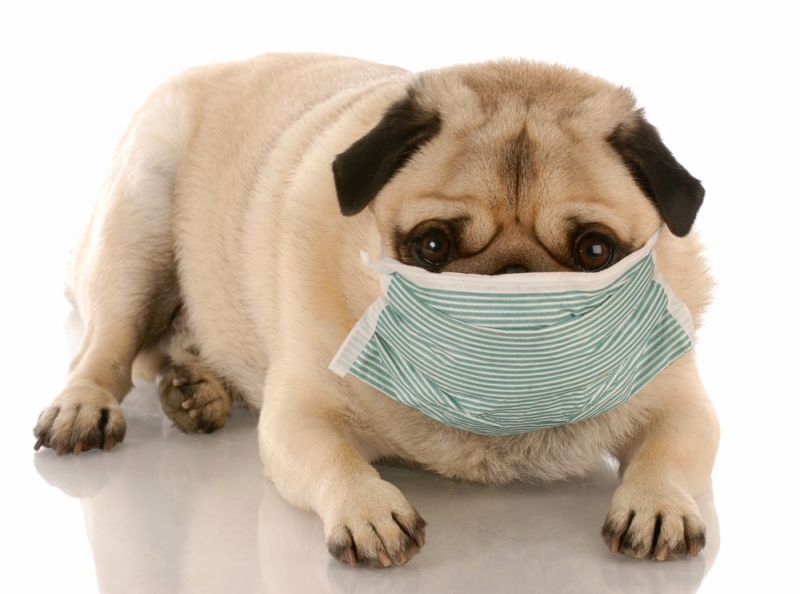 Ask Your Vet: Kennel Cough by Stefanie Wong, DVM