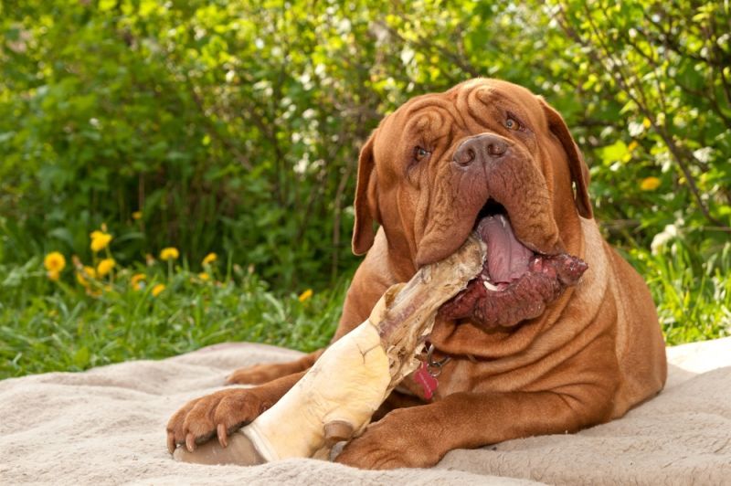 Ask Your Vet: Are Bones Healthy for Dogs? By Stefanie Wong, DVM
