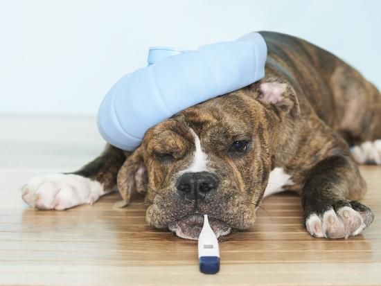 ‘ Canine Flu in the Bay Area ‘ What you need to know to keep your dog protected