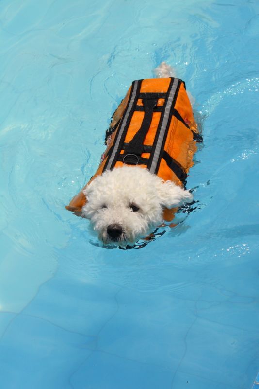 Ask Your Vet: Staying Safe in the Water by Stefanie Wong, DVM