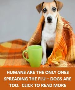 Humans aren't the only ones spreading flu — dogs are, too.