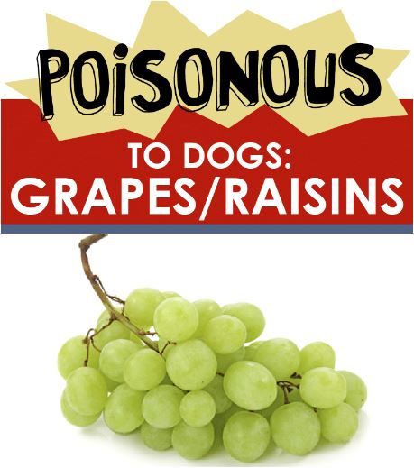 Grape, Raisin, and Currant Poisoning in Dogs